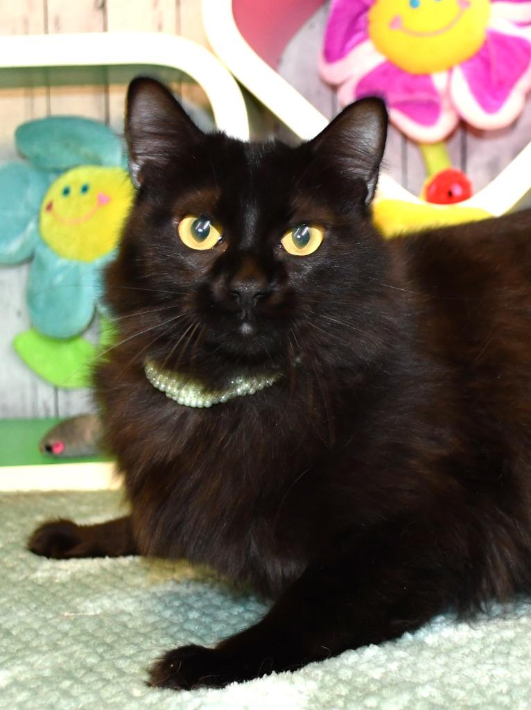 Jade, a Adoptable mixed breed in Roanoke, TX image 3/3