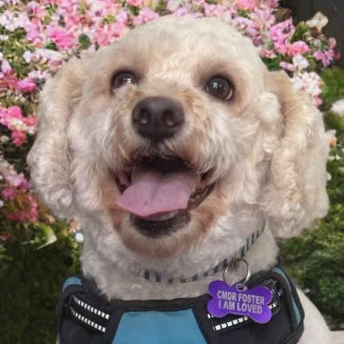 Bubbas, an adoptable Poodle, Bichon Frise in Las Vegas, NV, 89117 | Photo Image 1