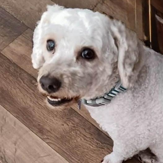 Bubbas, an adoptable Poodle, Bichon Frise in Las Vegas, NV, 89117 | Photo Image 4