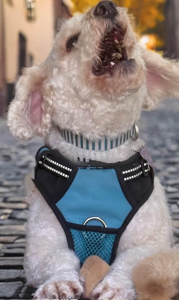 Bubbas, an adoptable Poodle, Bichon Frise in Las Vegas, NV, 89117 | Photo Image 7