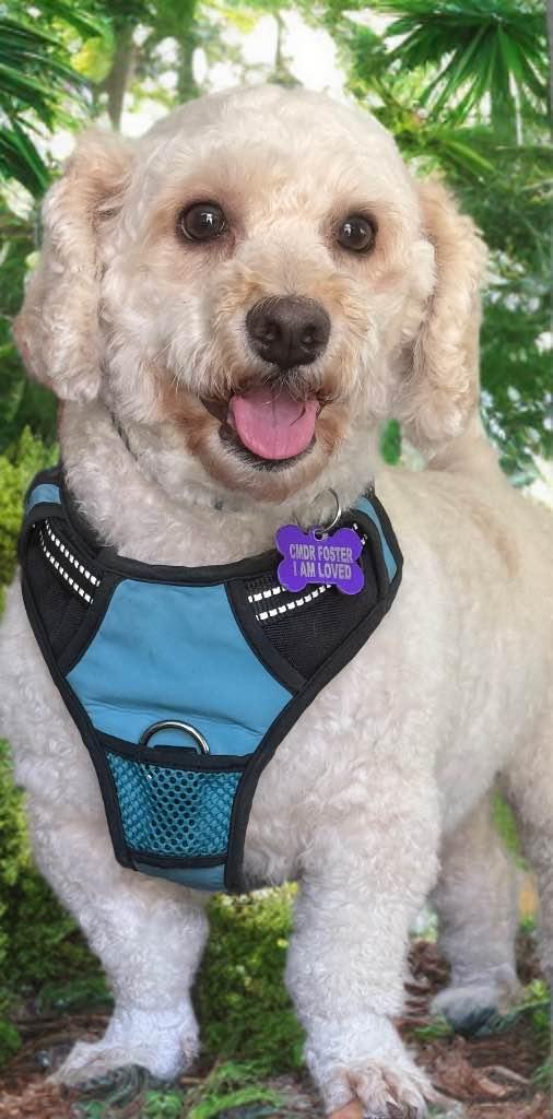 Bubbas, an adoptable Poodle, Bichon Frise in Las Vegas, NV, 89117 | Photo Image 3