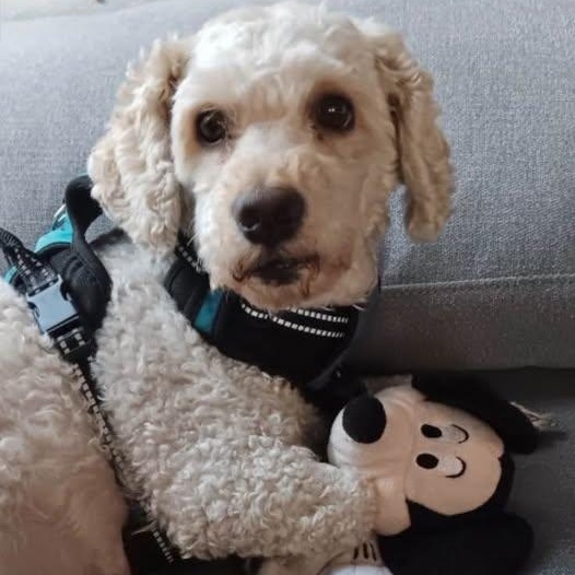 Bubbas, an adoptable Poodle, Bichon Frise in Las Vegas, NV, 89117 | Photo Image 5