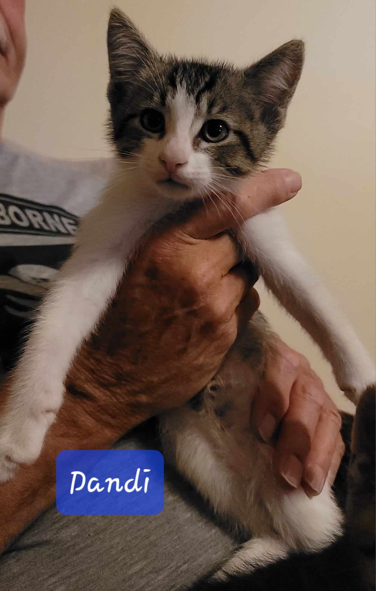 Dandy Sandy, Adopted, Kitten Male Domestic Short Hair.