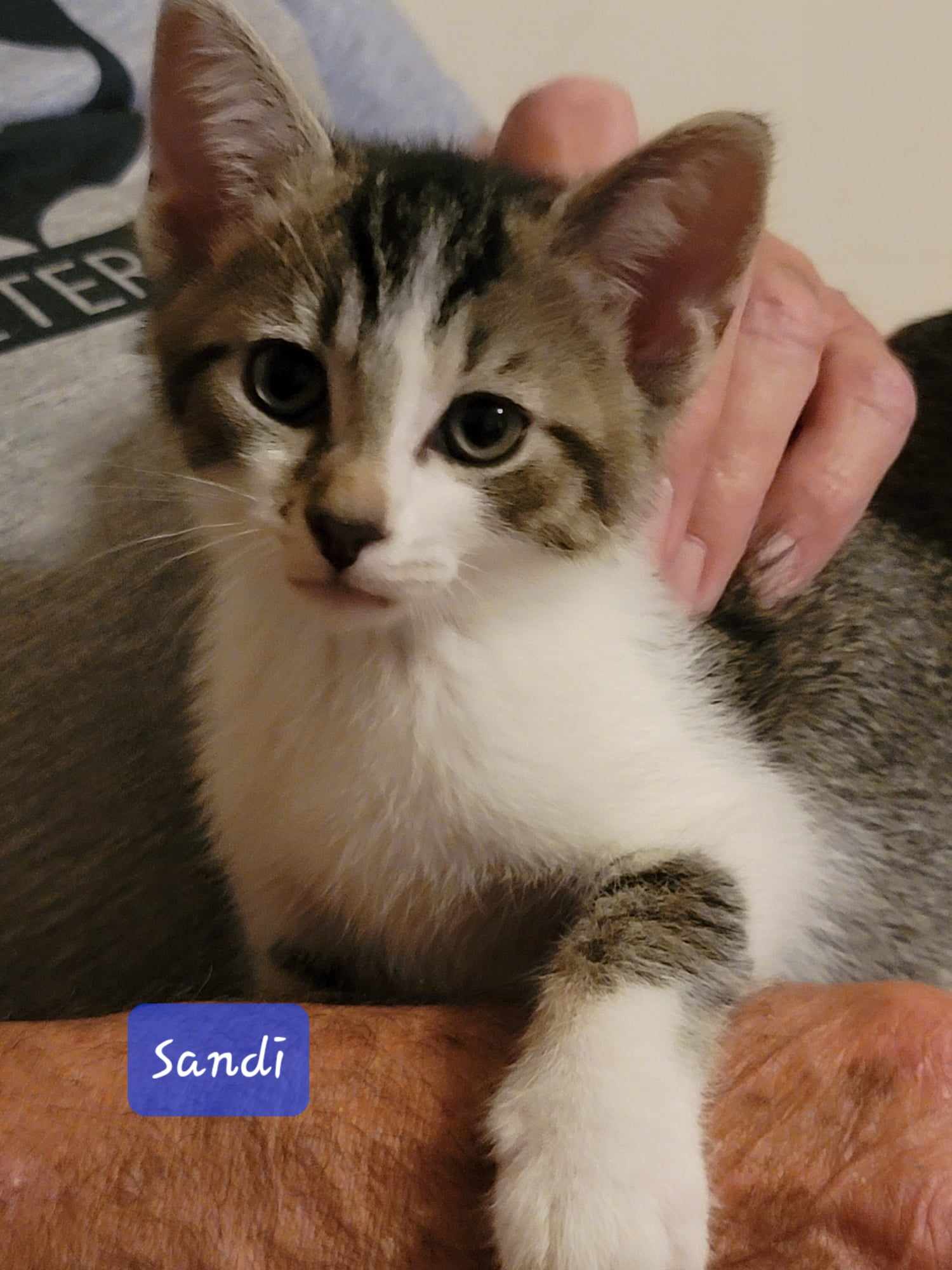 Dandy Sandy, a Adopted Domestic Short Hair in Hamlin, NY image 2/6