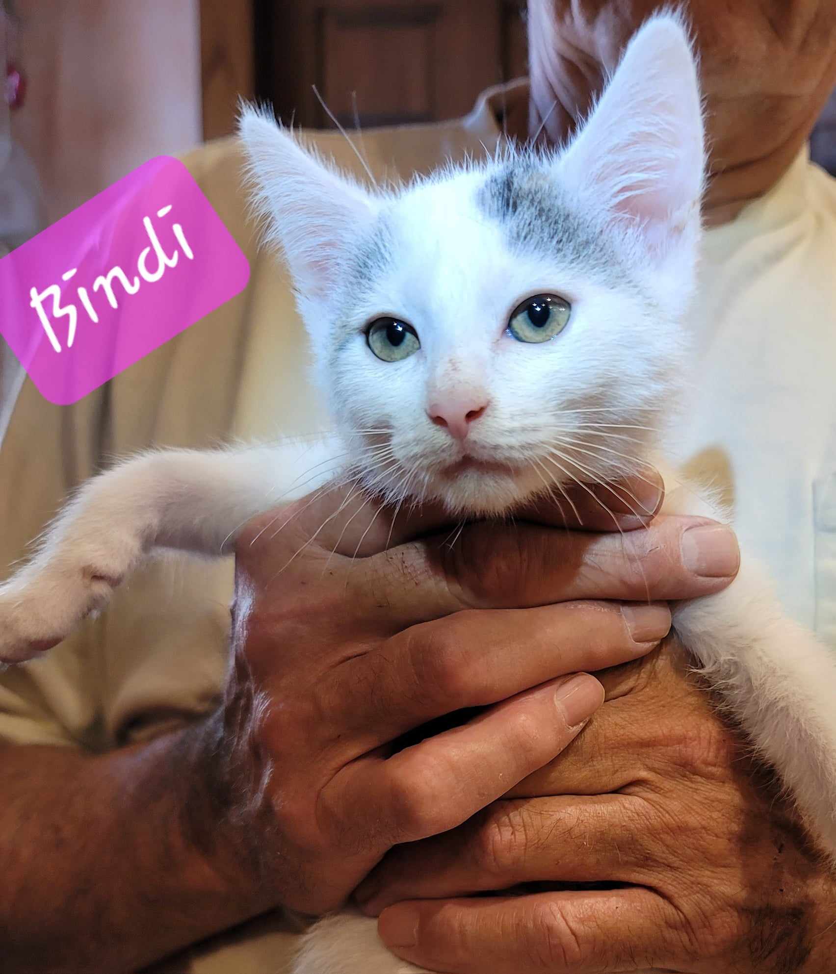 Dandy Sandy, a Adopted Domestic Short Hair in Hamlin, NY image 5/6