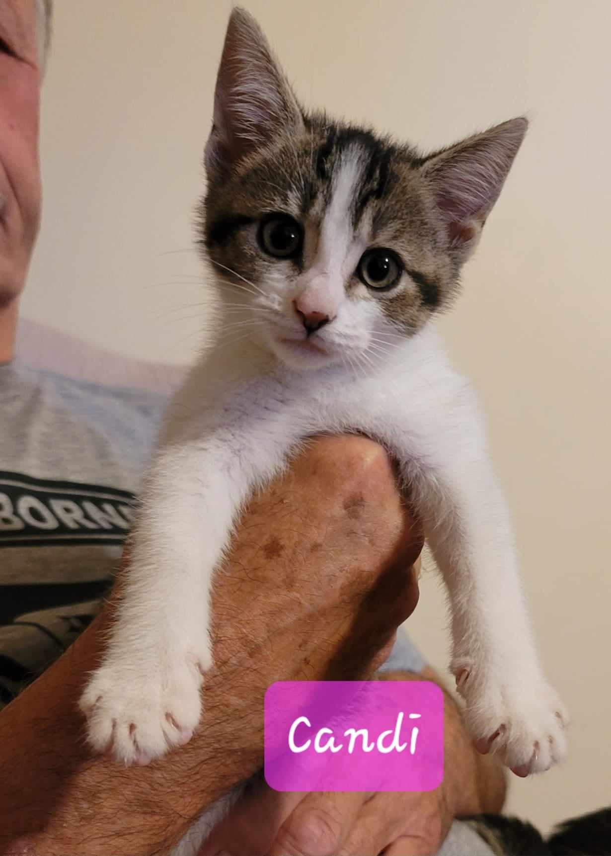 Dandy Sandy, a Adopted Domestic Short Hair in Hamlin, NY image 4/6
