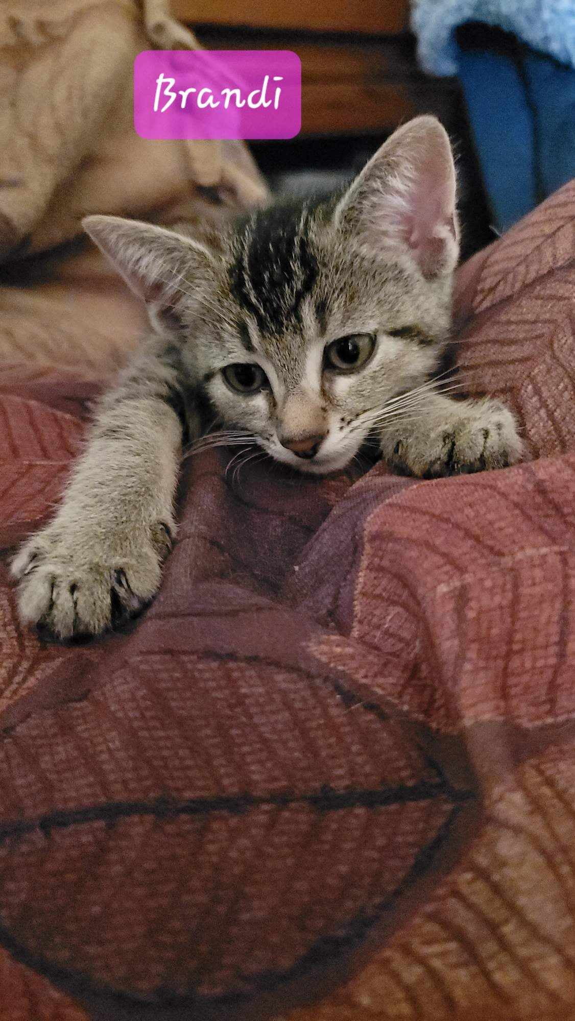 Dandy Sandy, a Adopted Domestic Short Hair in Hamlin, NY image 6/6