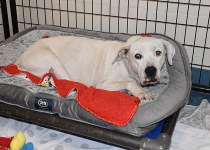 Enlarge Cinderella, a ADOPTABLE mixed breed in Inverness, FL image 3/3