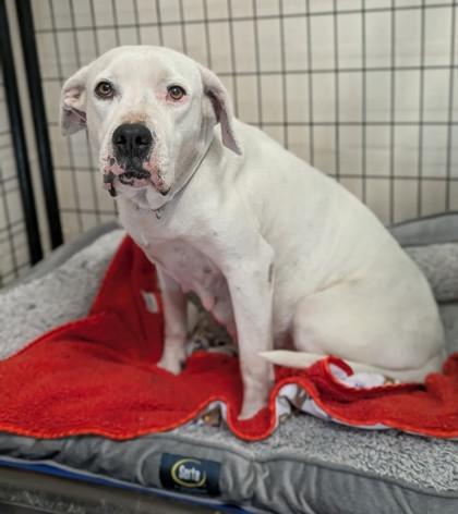 Enlarge Cinderella, a ADOPTABLE mixed breed in Inverness, FL image 1/3