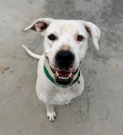 Enlarge Cinderella, a ADOPTABLE mixed breed in Inverness, FL image 2/3