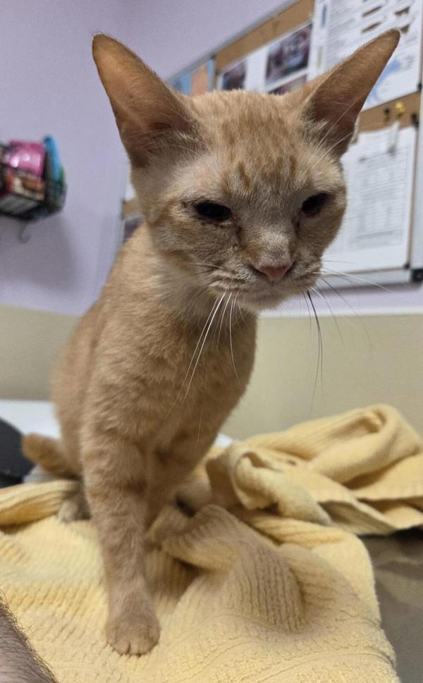 Marigold, Adoptable, Adult Female Domestic Short Hair.