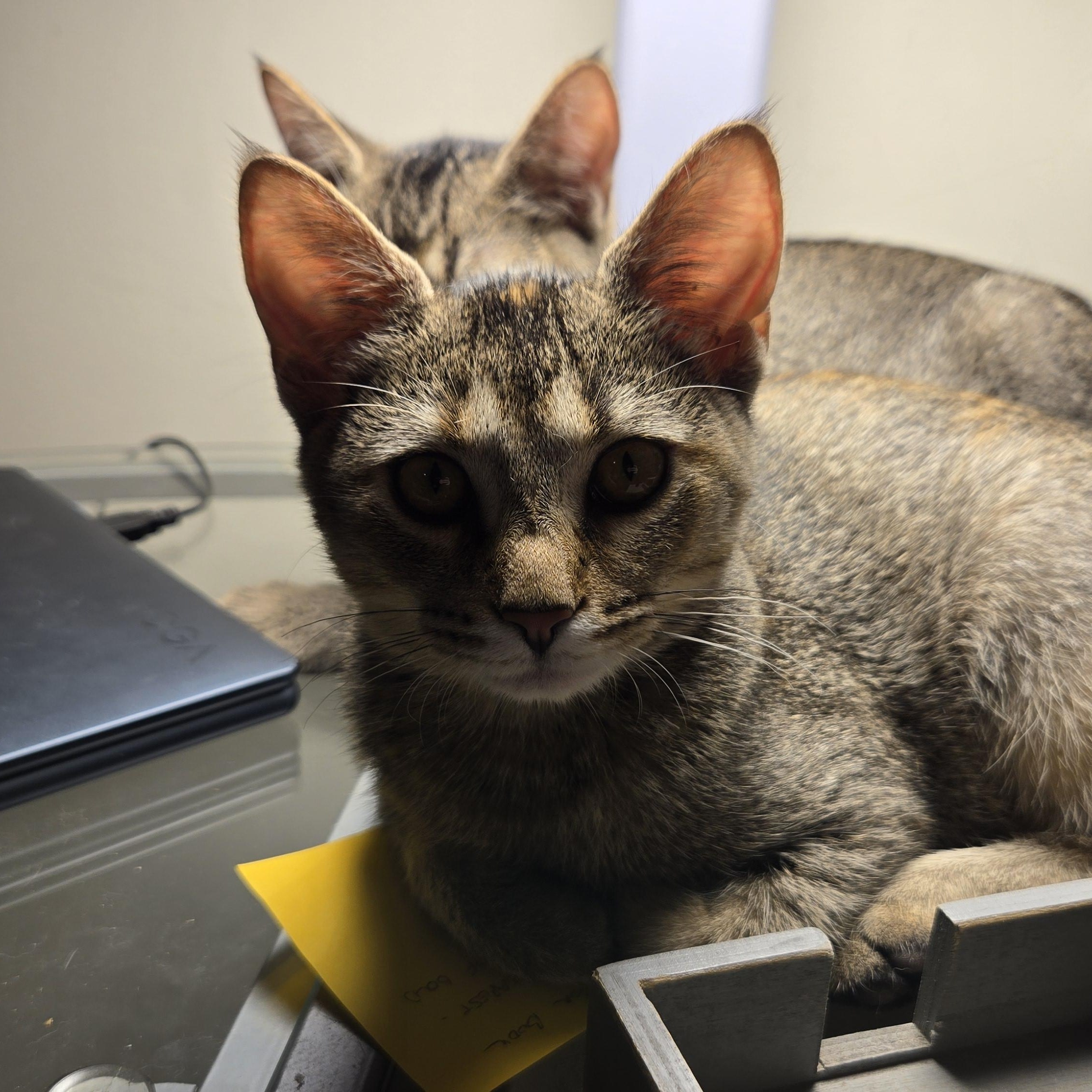 Enlarge Monterey, a ADOPTABLE Domestic Short Hair in Shippenville, PA image 2/3