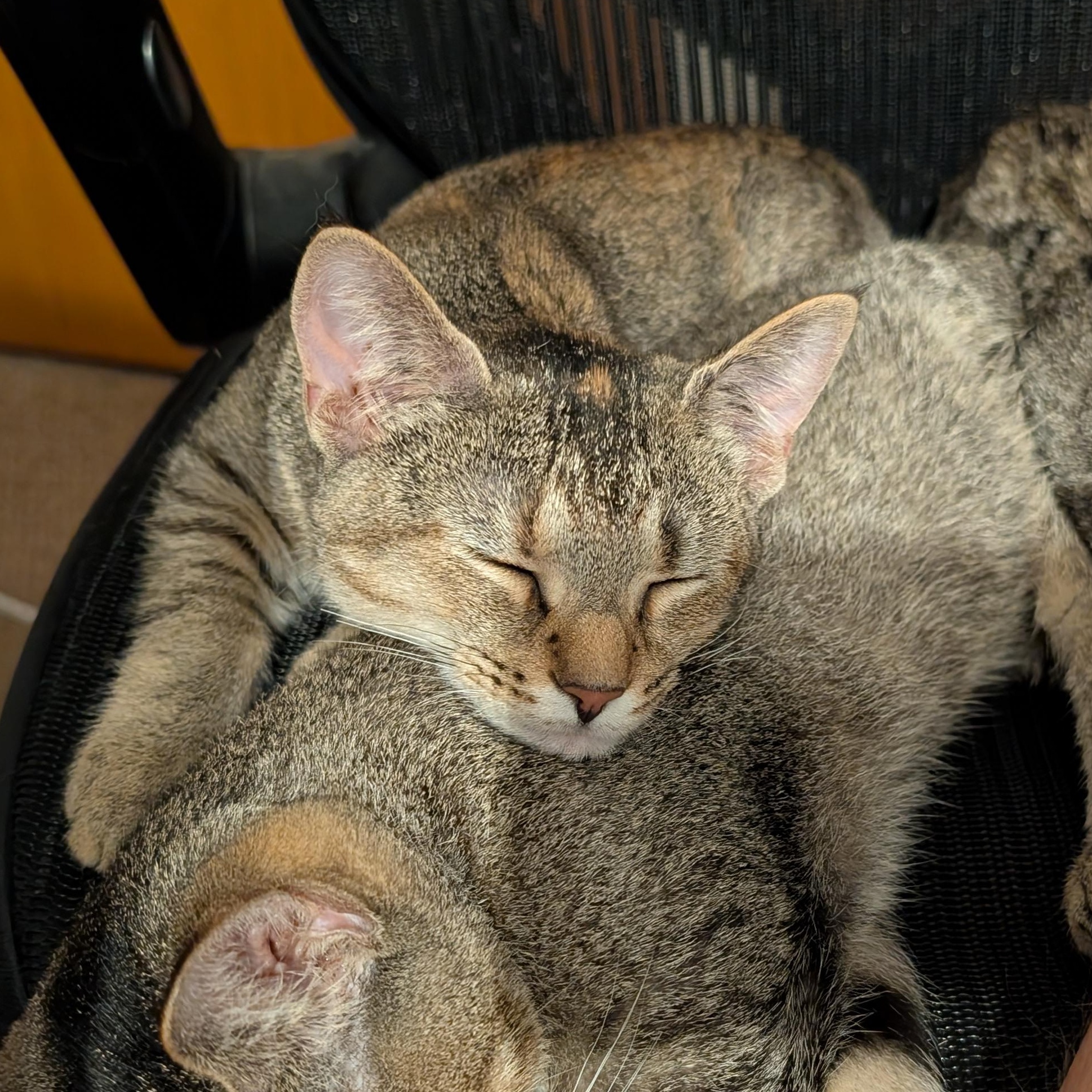 Enlarge Monterey, a ADOPTABLE Domestic Short Hair in Shippenville, PA image 3/3