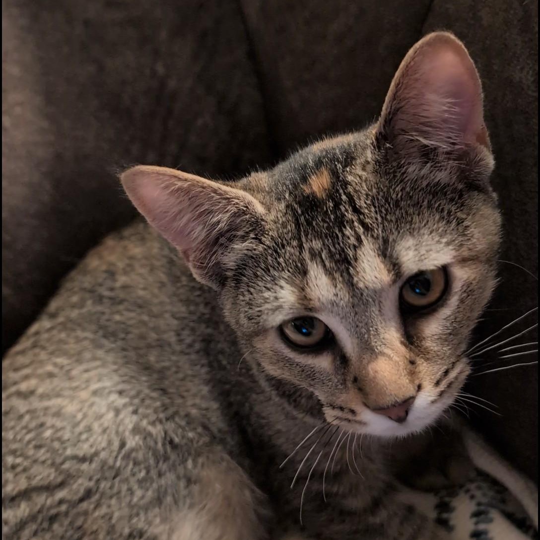 Enlarge Monterey, a ADOPTABLE Domestic Short Hair in Shippenville, PA image 1/3
