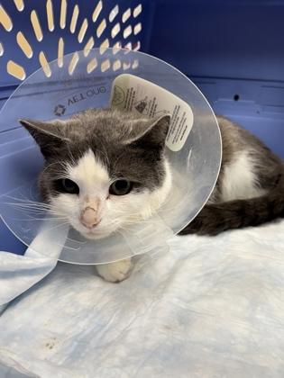 Pretty Boy — thumbnail 2