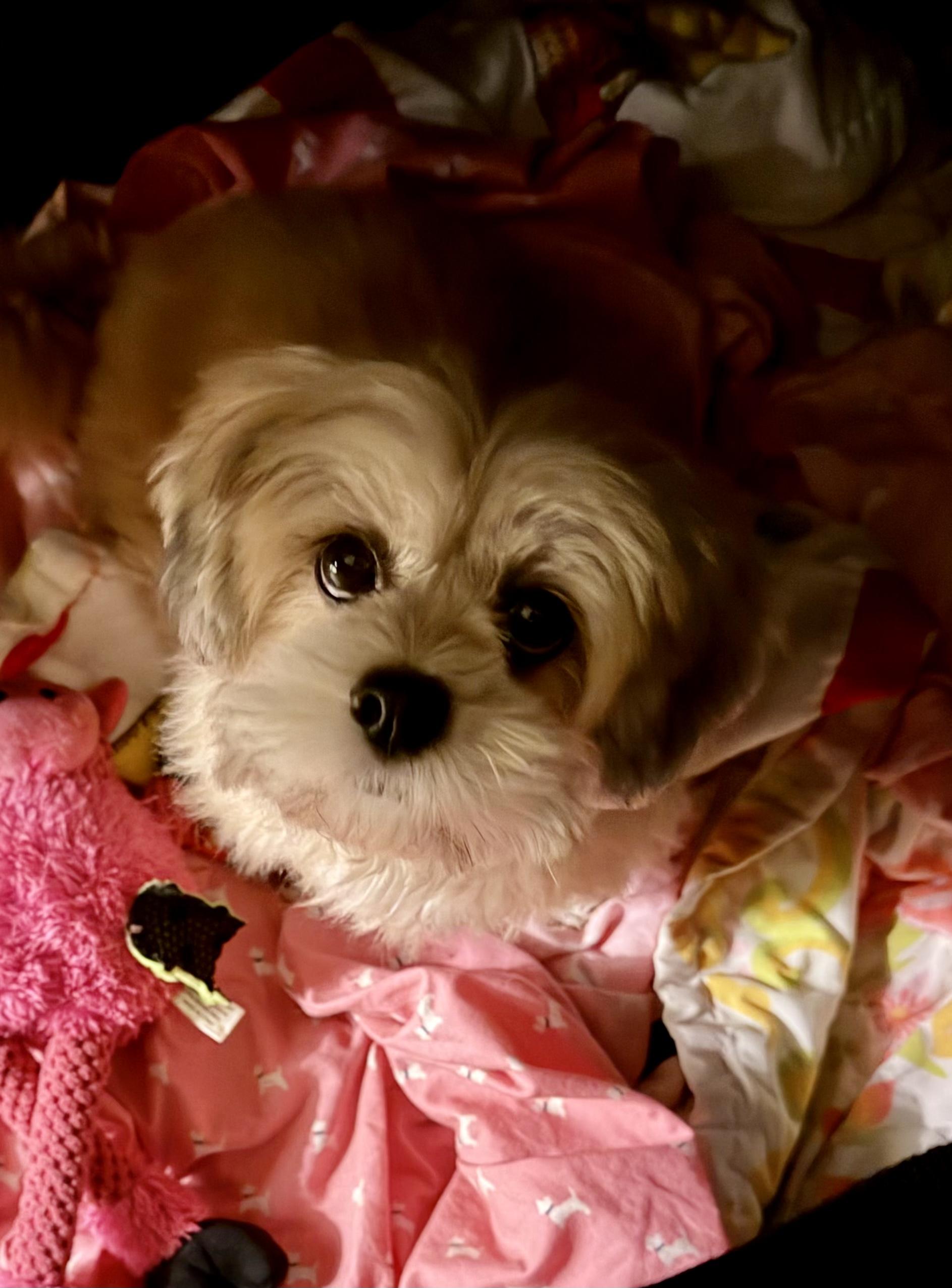 PRESLEY, an adopted Lhasa Apso in Hartford, CT image 4/6