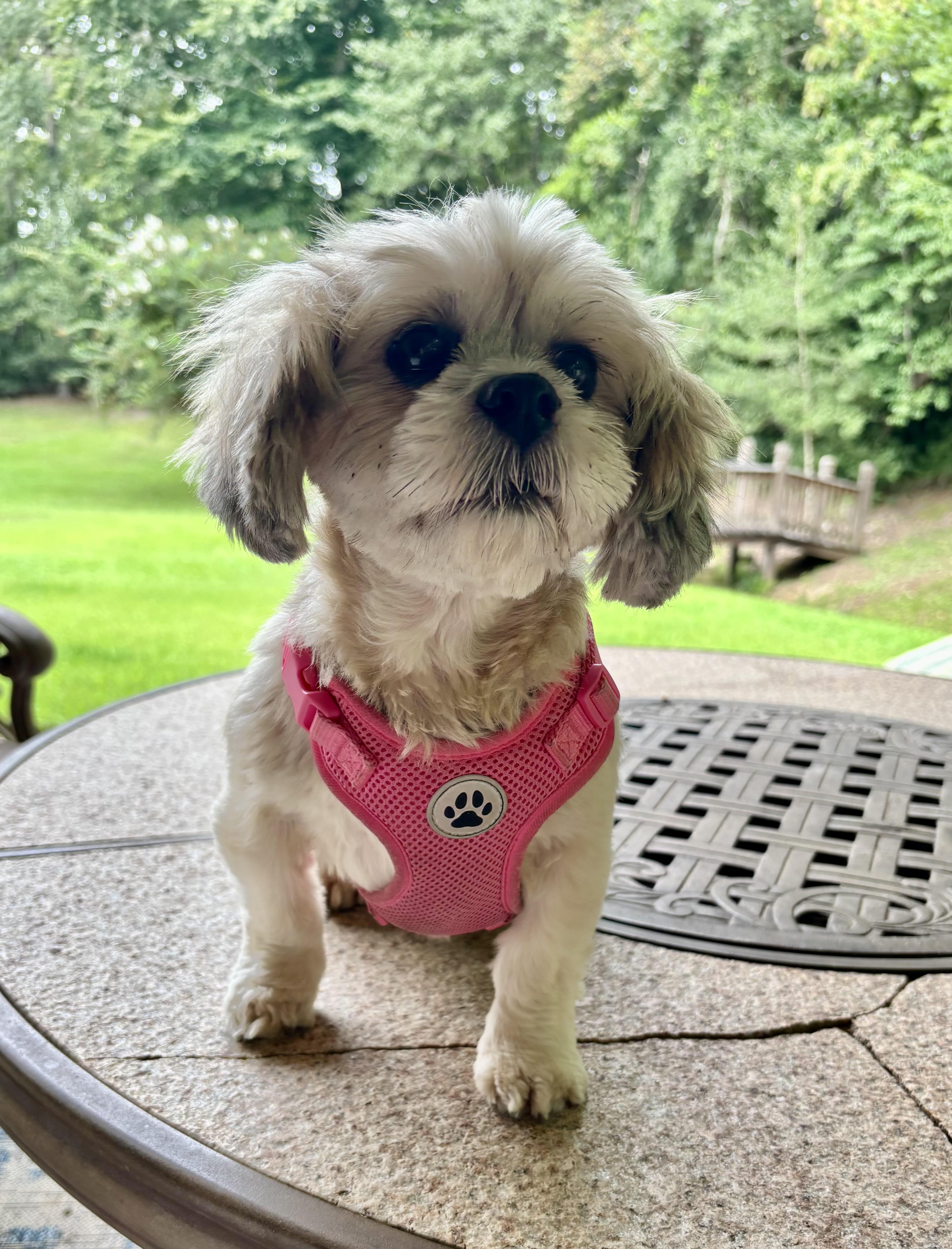 PRESLEY, adopted, Young Female Lhasa Apso.