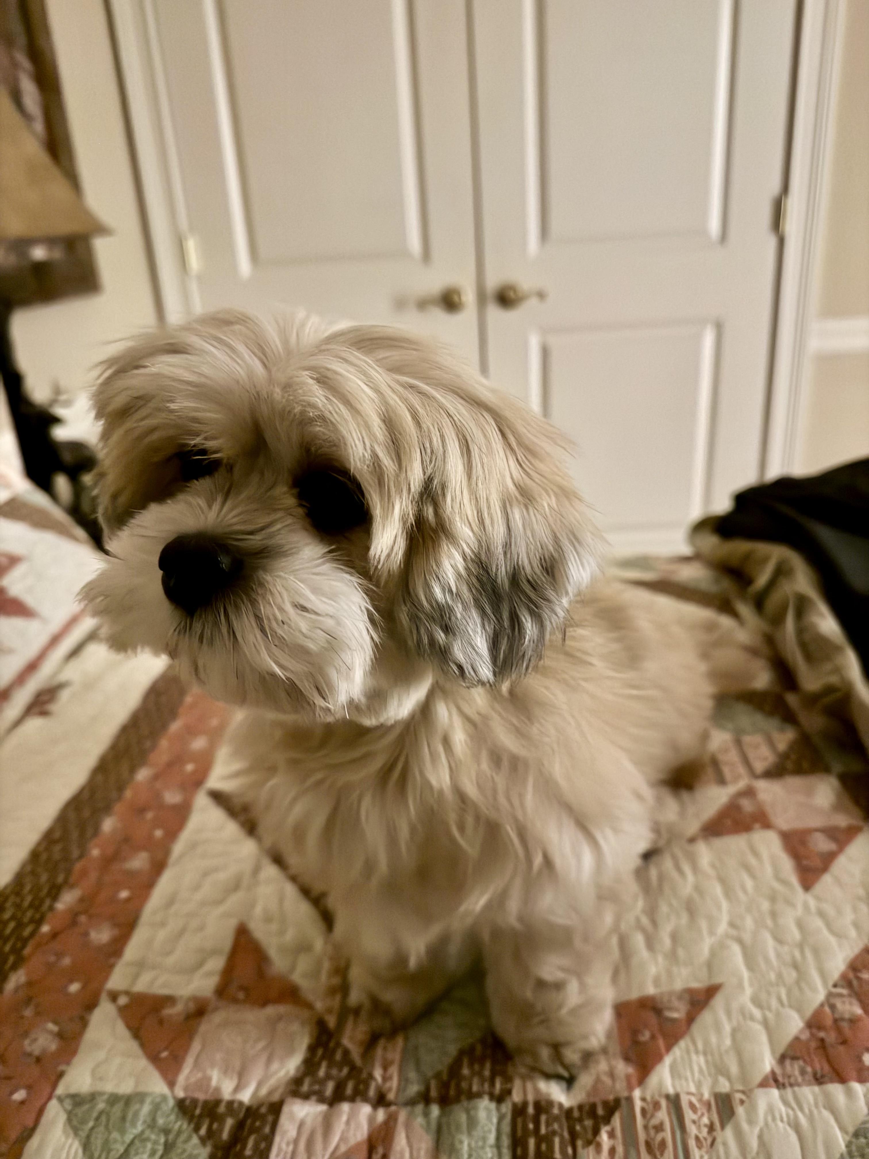 PRESLEY, an adopted Lhasa Apso in Hartford, CT image 6/6