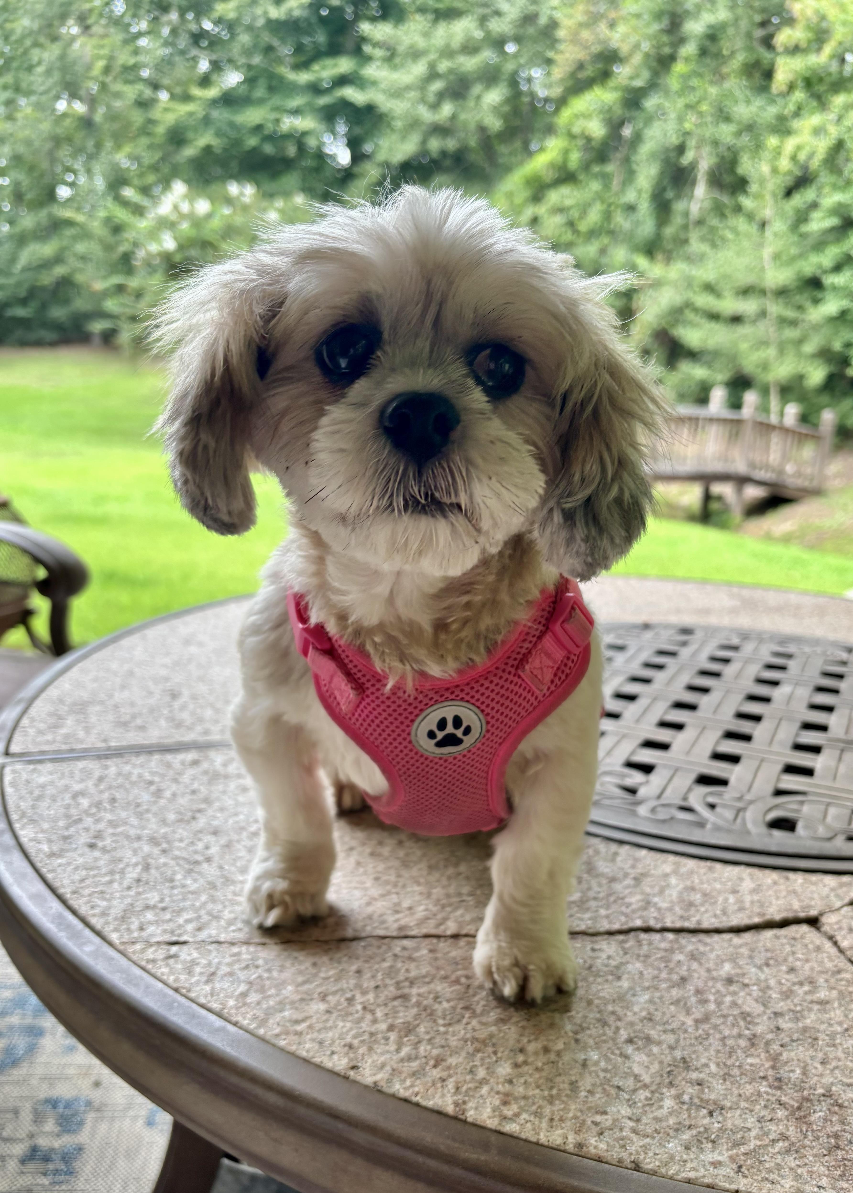 PRESLEY, an adopted Lhasa Apso in Hartford, CT image 2/6