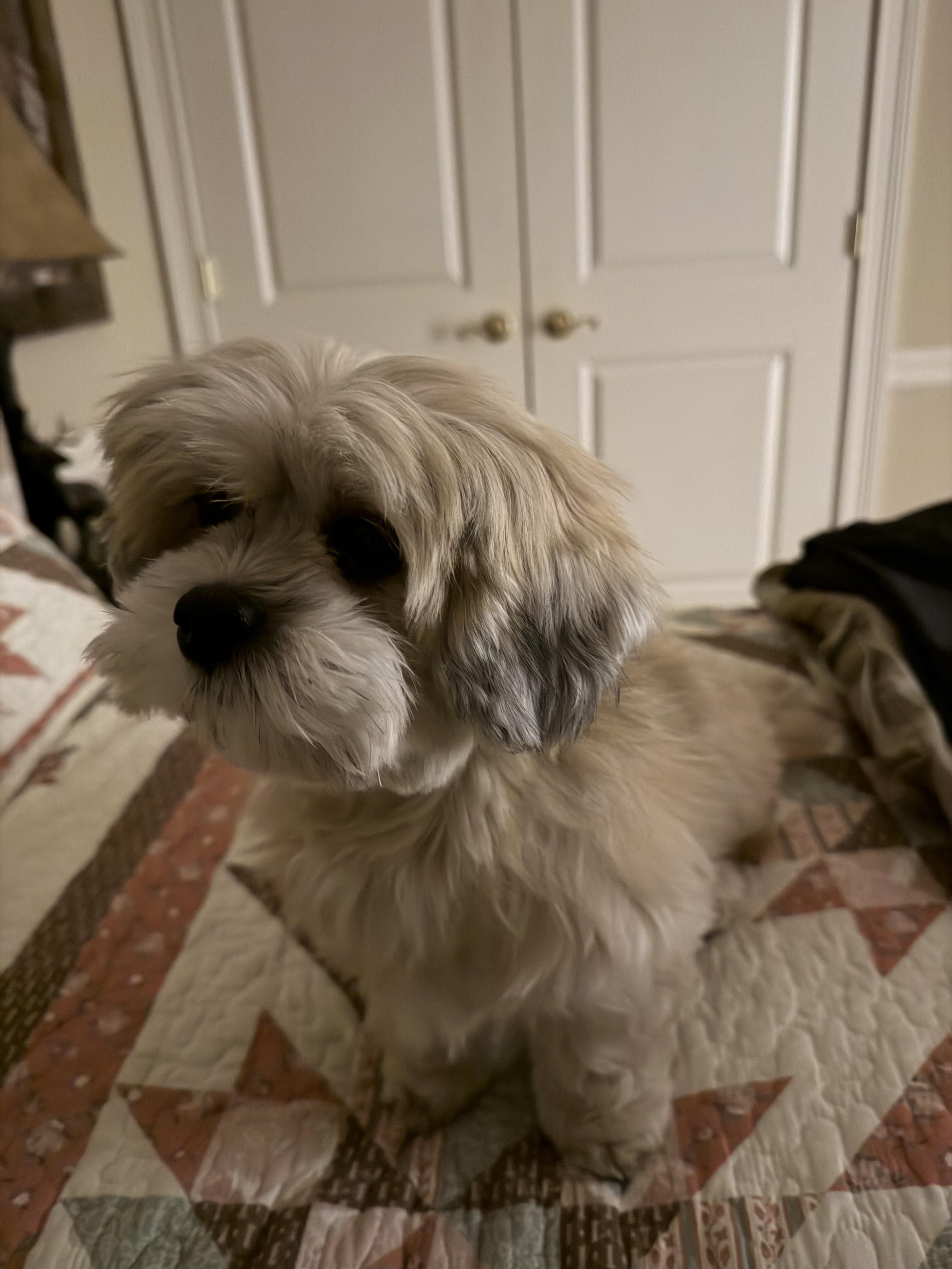 PRESLEY, an adopted Lhasa Apso in Hartford, CT image 5/6