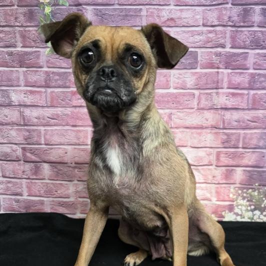 Enlarge Tessa, a Adopted mixed breed in Boulder, CO image 1/6