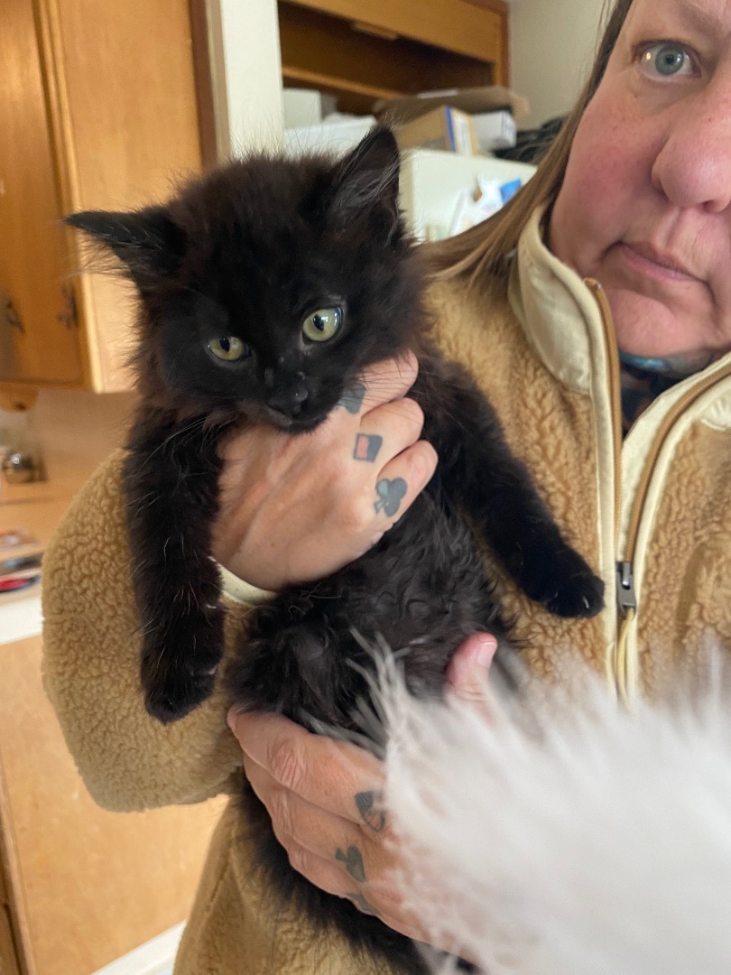 Meatball Sub, Adopted, Kitten Male Domestic Long Hair.