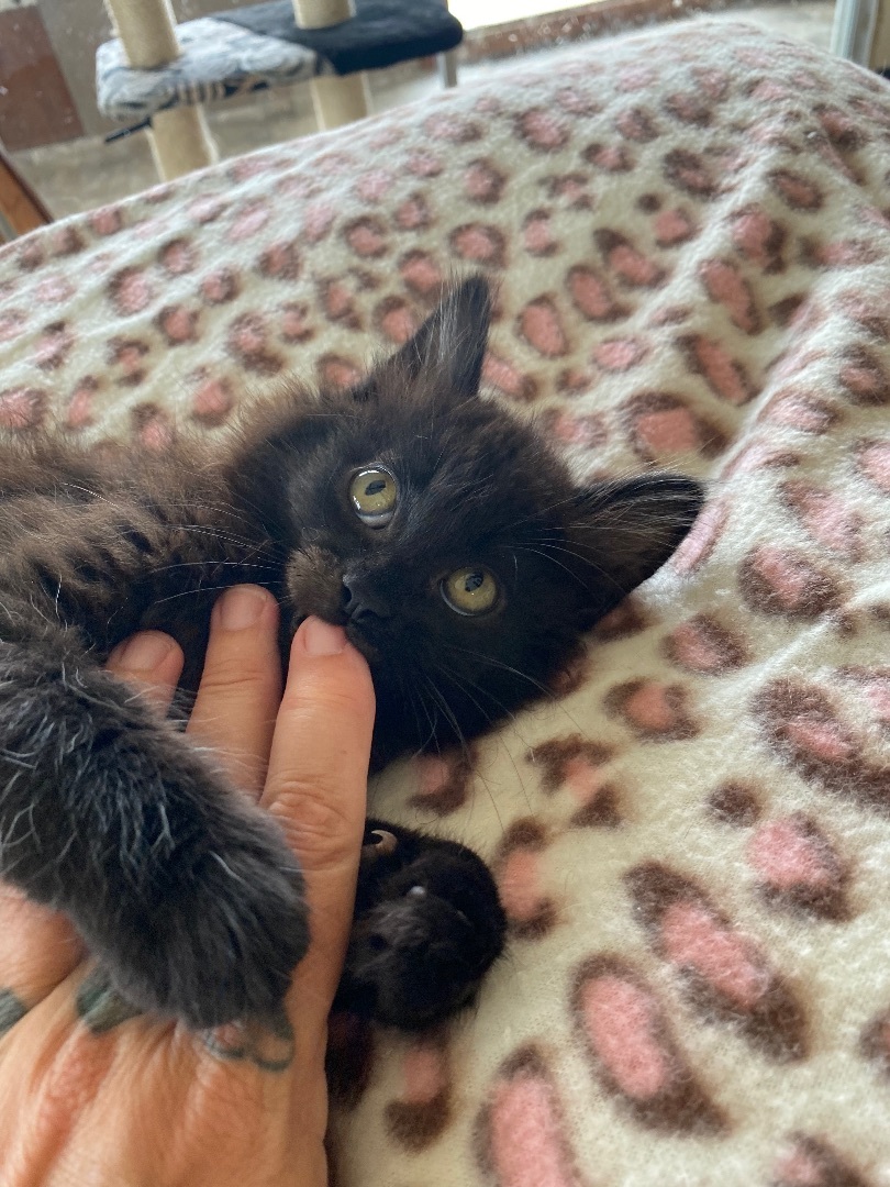 Enlarge Meatball Sub, a Adopted Domestic Long Hair in Santa Cruz, CA image 2/8