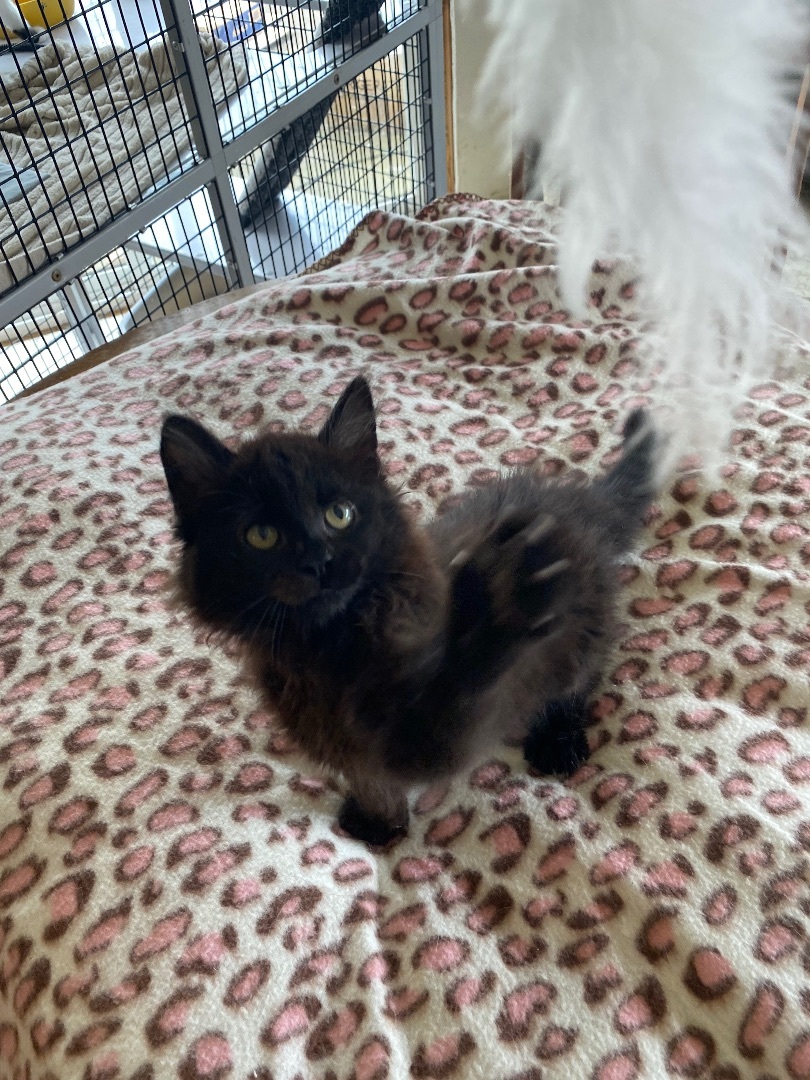 Enlarge Meatball Sub, a Adopted Domestic Long Hair in Santa Cruz, CA image 3/8