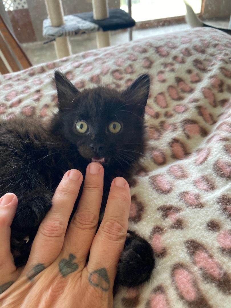 Enlarge Meatball Sub, a Adopted Domestic Long Hair in Santa Cruz, CA image 4/8