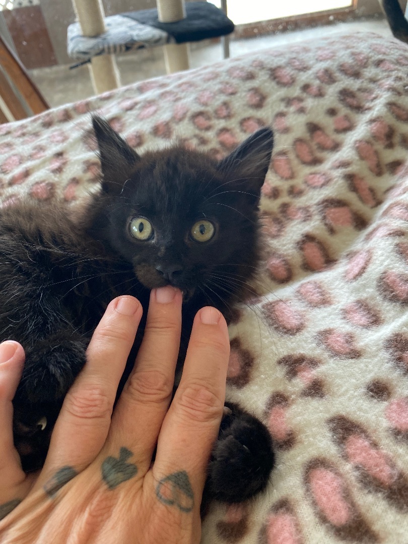 Enlarge Meatball Sub, a Adopted Domestic Long Hair in Santa Cruz, CA image 5/8