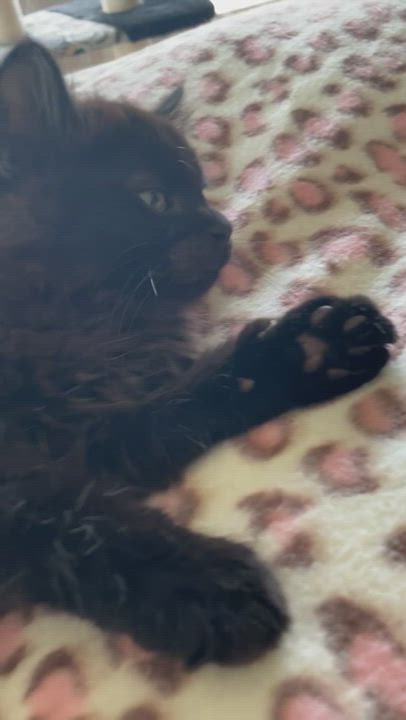 Enlarge Meatball Sub, a Adopted Domestic Long Hair in Santa Cruz, CA video 7/8