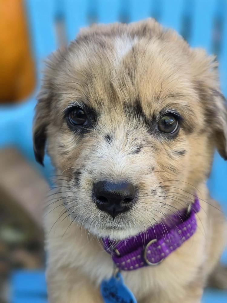 Enlarge Agatha, a Adoptable mixed breed in Troy, IL image 1/6