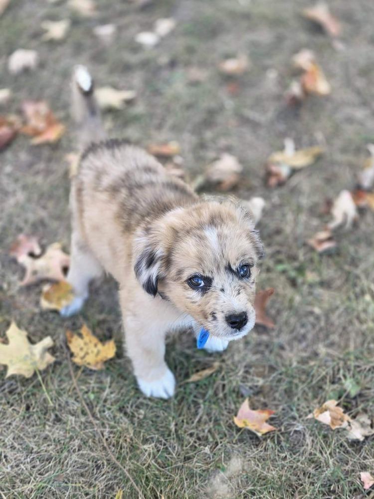 Enlarge Agatha, a Adoptable mixed breed in Troy, IL image 3/6