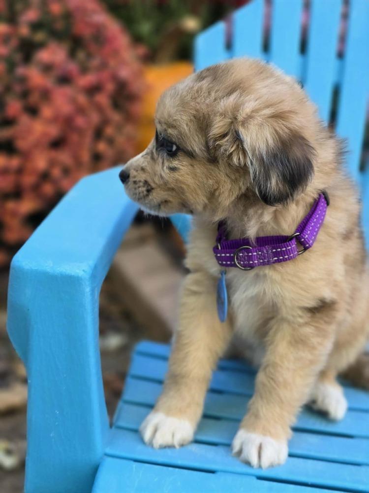 Enlarge Agatha, a Adoptable mixed breed in Troy, IL image 5/6