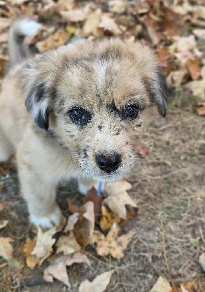 Enlarge Agatha, a Adoptable mixed breed in Troy, IL image 6/6