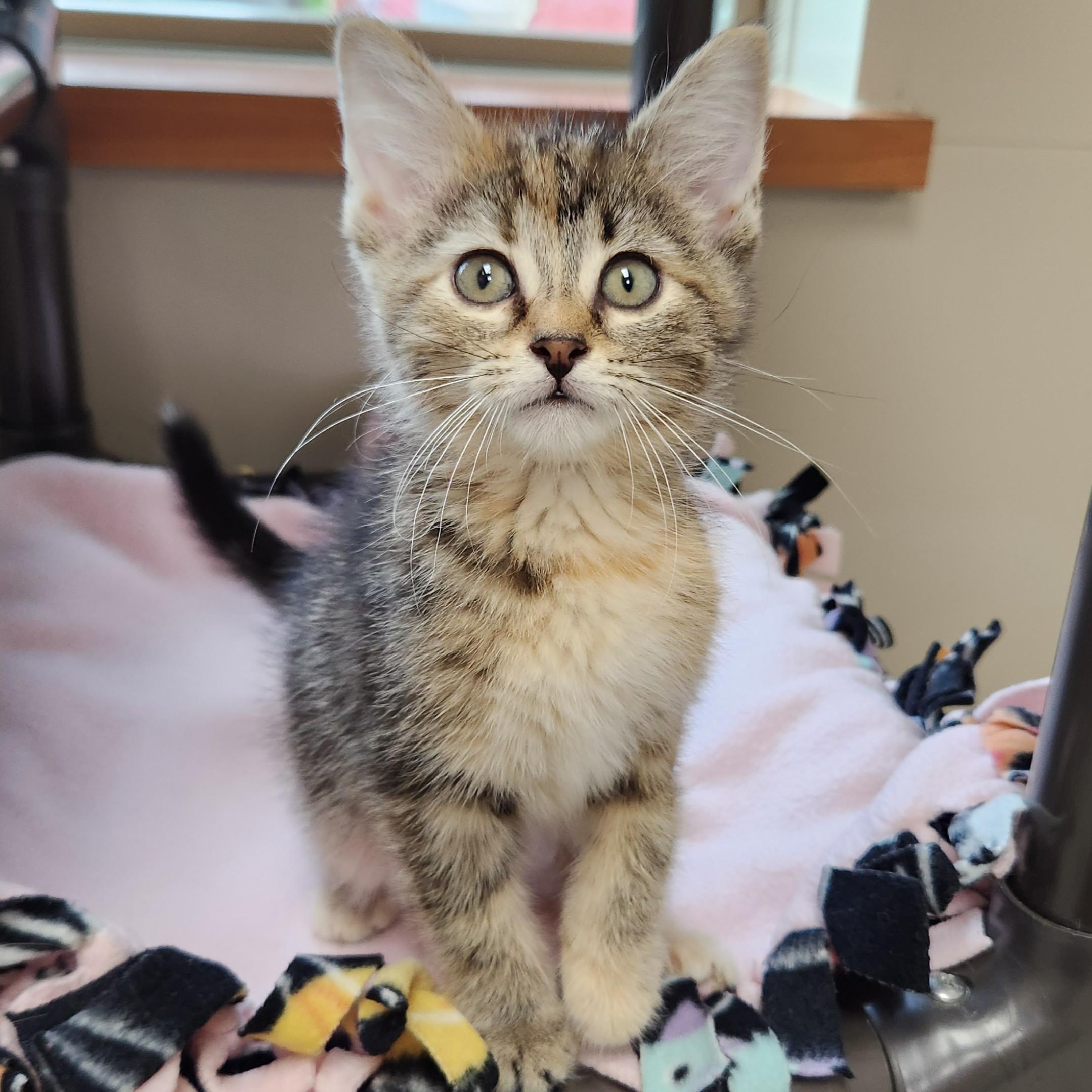 Kimiko, Adoptable, Kitten Female Torbie.
