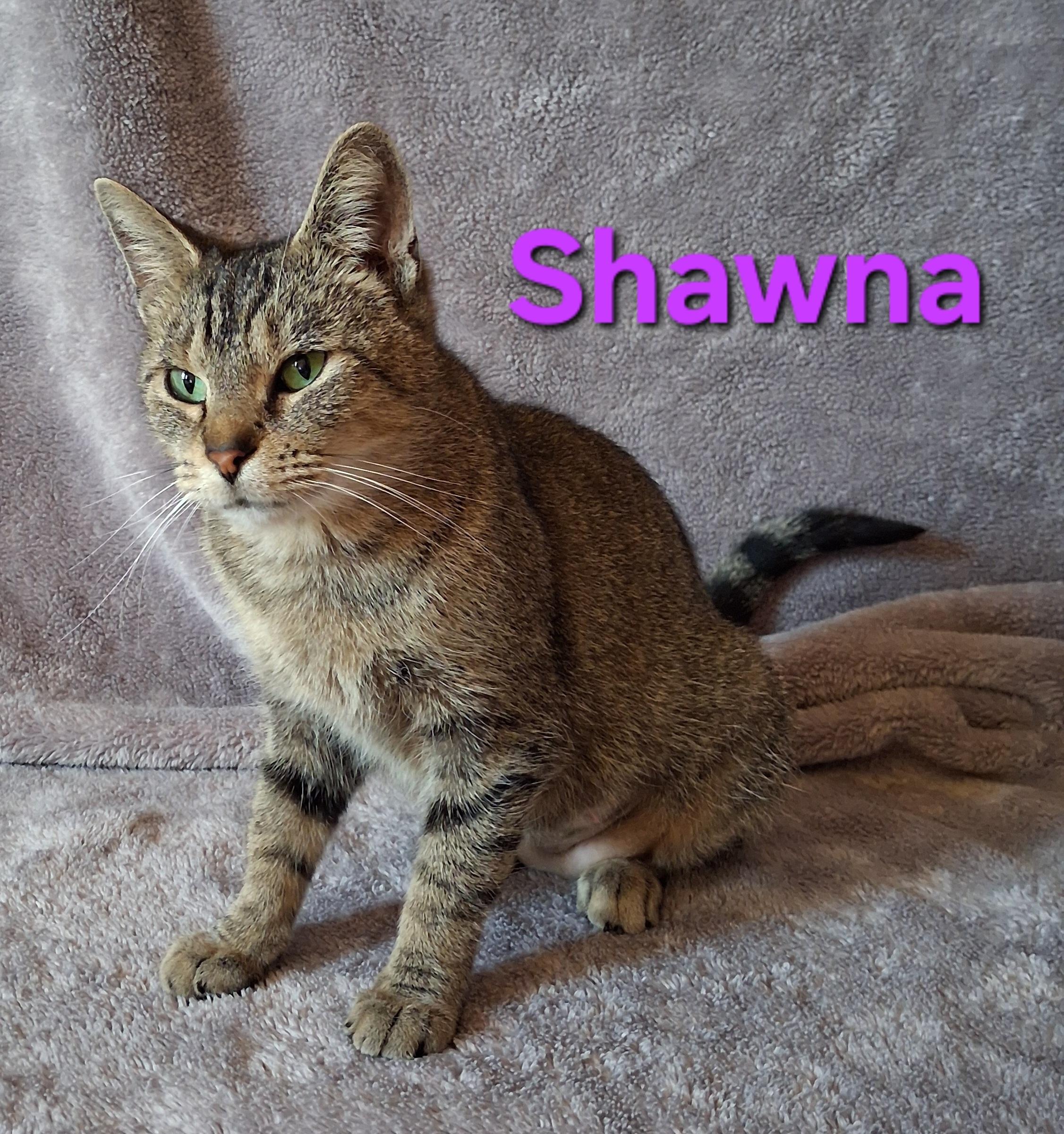 Enlarge Shawna, a Adoptable Domestic Short Hair in Peoria, IL image 2/2