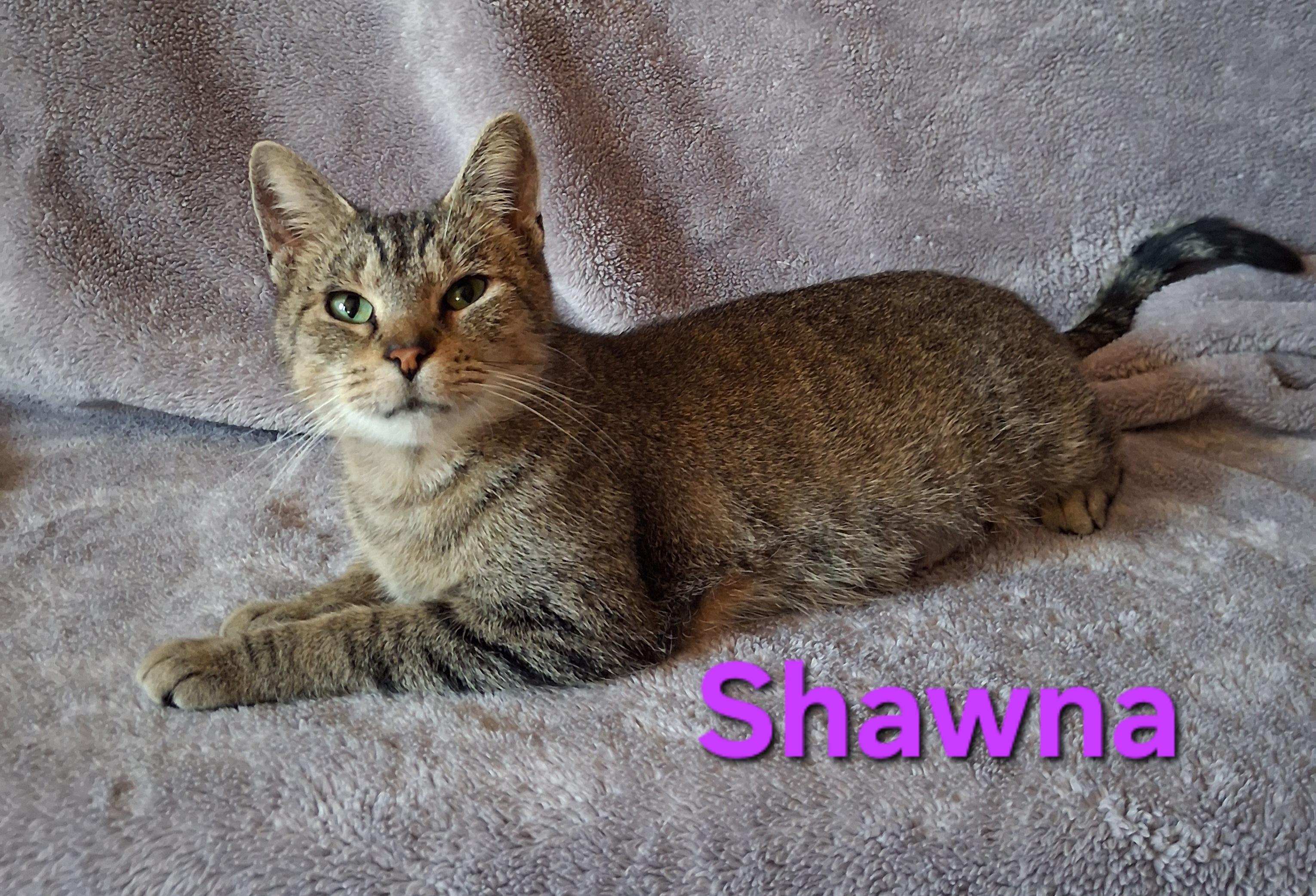 Shawna, Adoptable, Adult Female Domestic Short Hair.