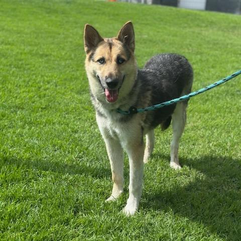 Koda, a Adoptable Shepherd in Hawthorne, CA image 1/3