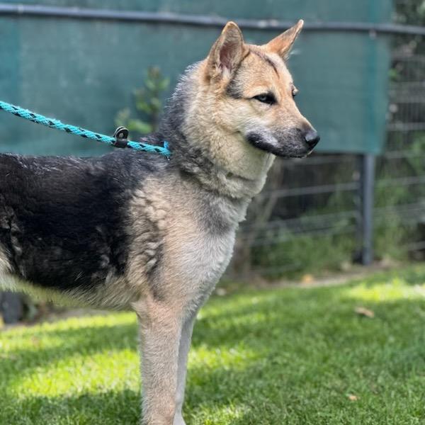 Koda, a Adoptable Shepherd in Hawthorne, CA image 2/3