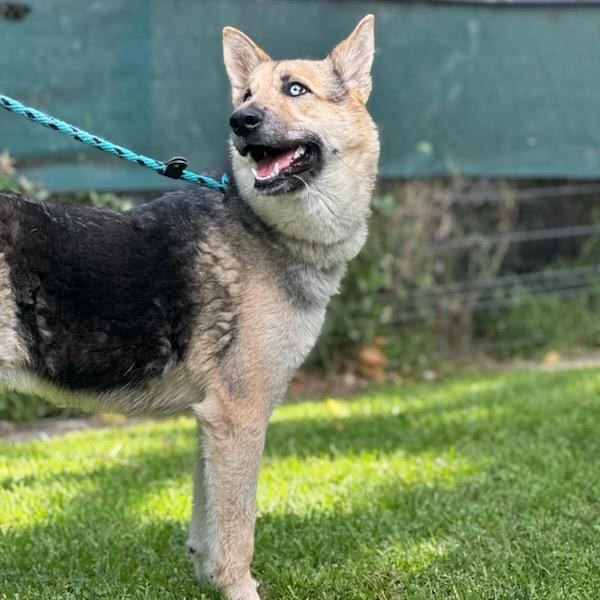Koda, a Adoptable Shepherd in Hawthorne, CA image 3/3