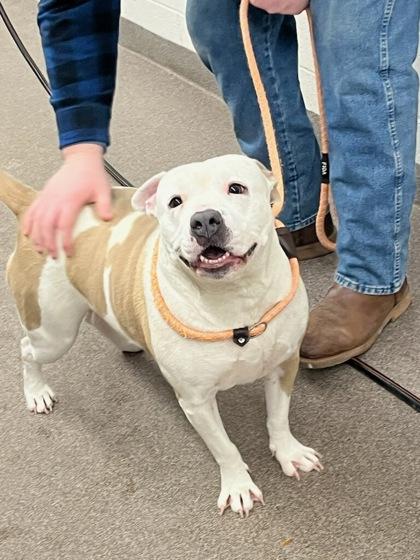 Bella, Adoptable, Young Female Mixed Breed & Mixed Breed.