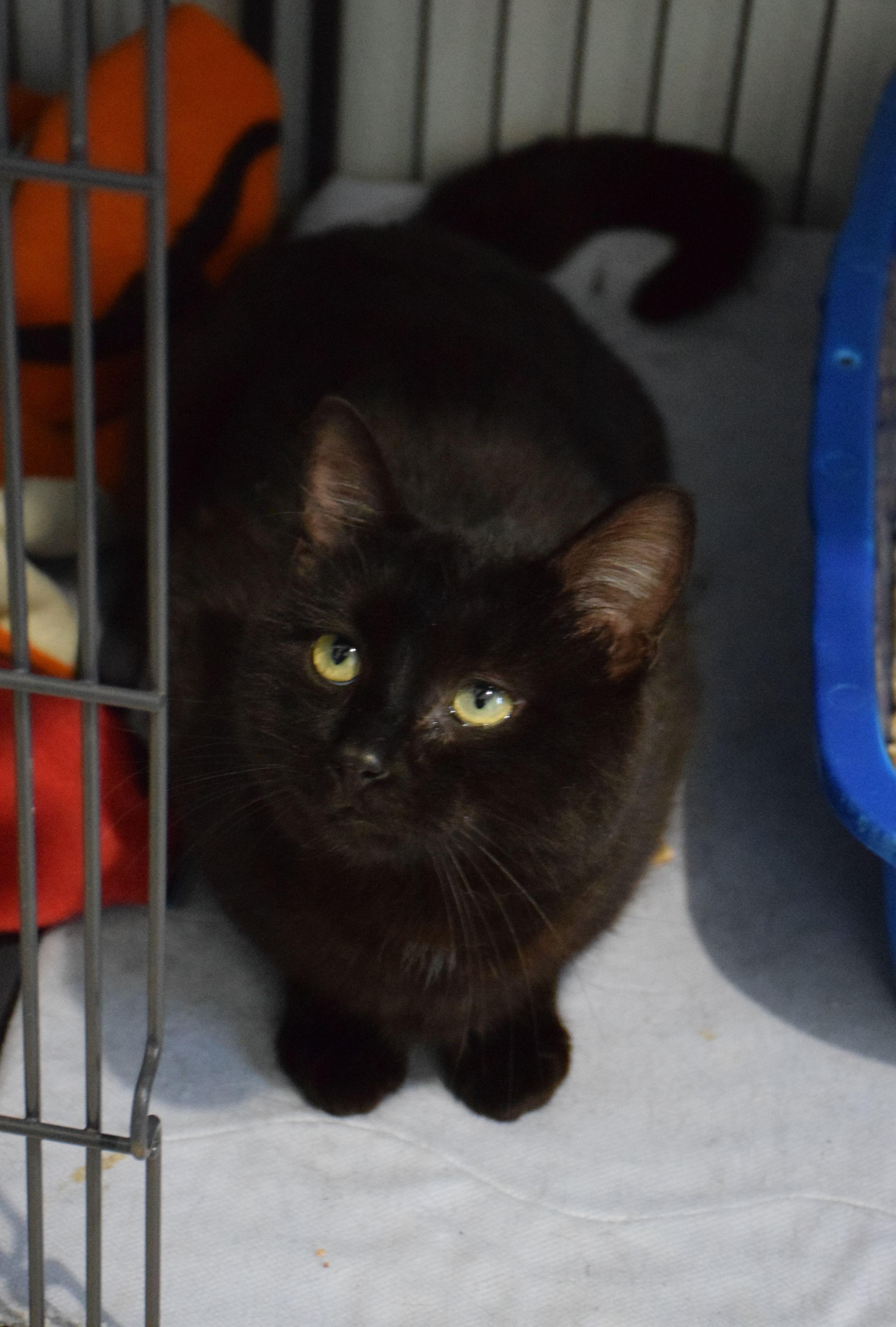 Enlarge Levi, a ADOPTABLE Domestic Short Hair in Claresholm, AB image 1/1