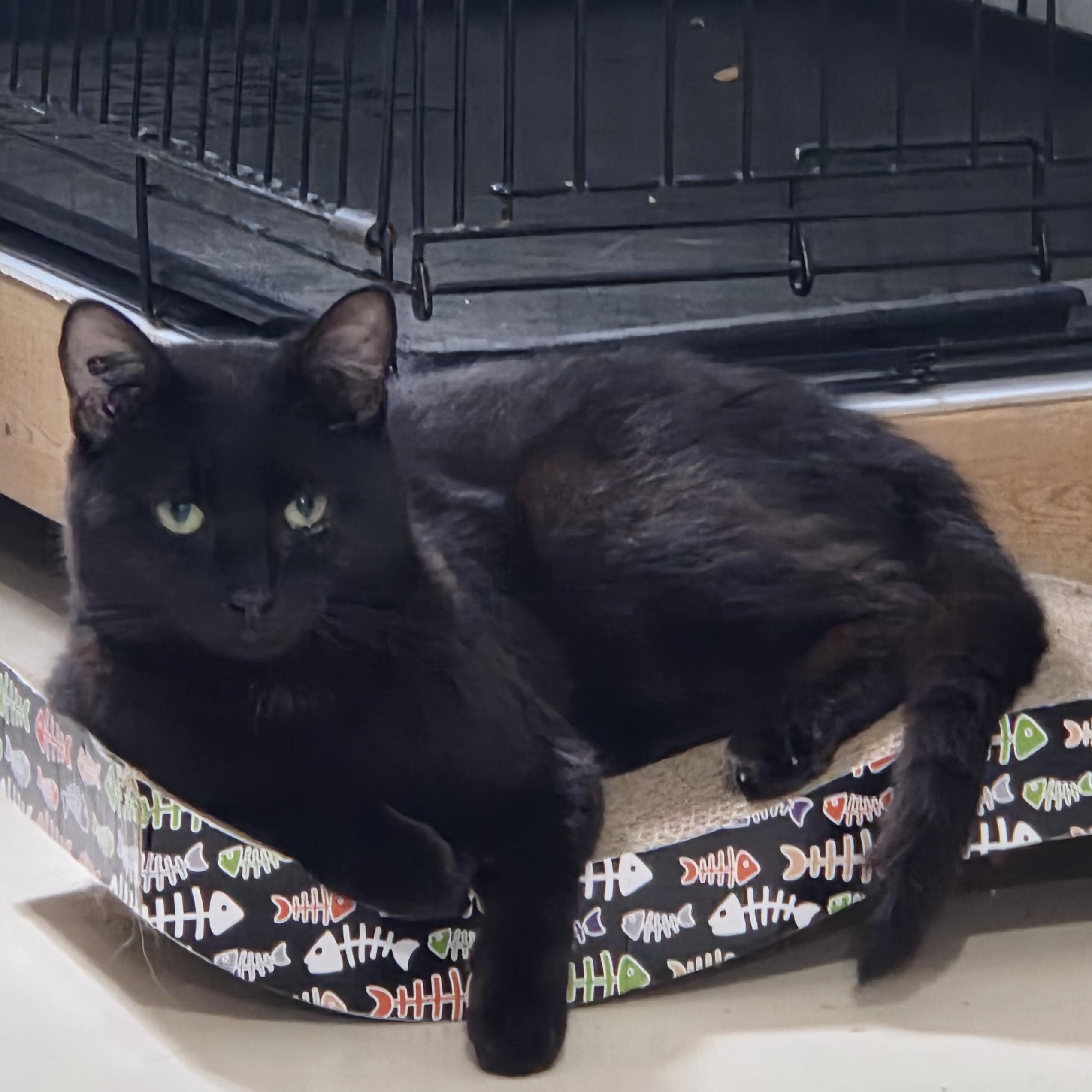 Levi, ADOPTABLE, Adult Male Domestic Short Hair.
