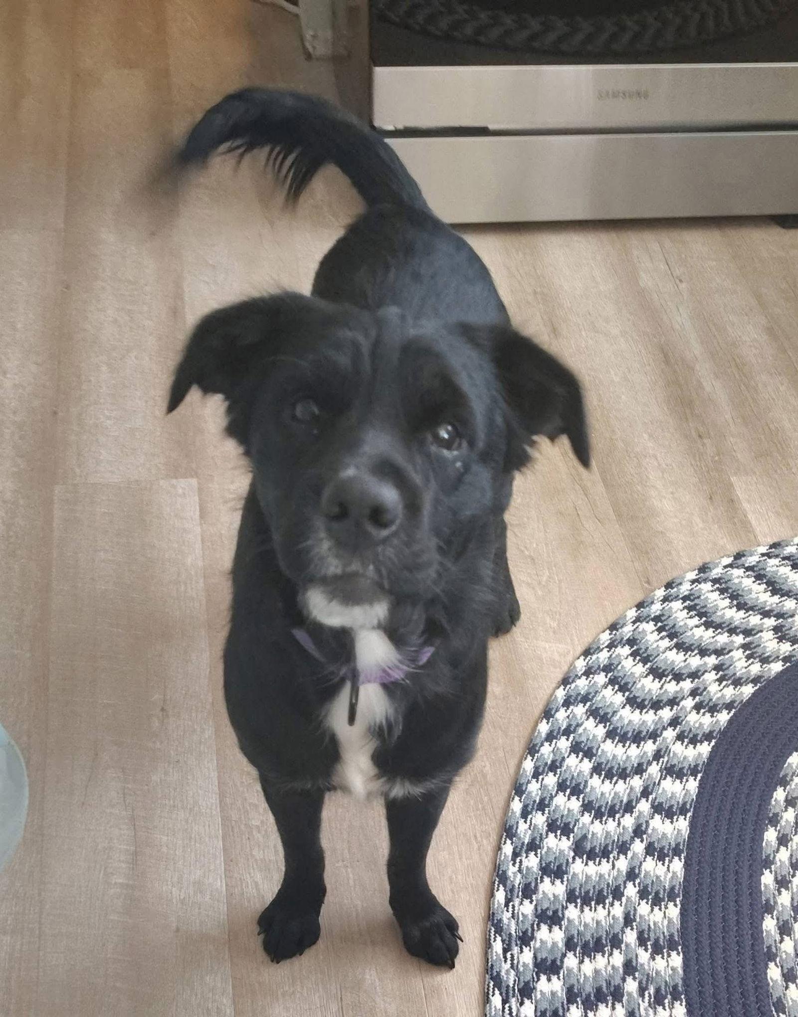 Enlarge Rhonda, a Adoptable Black Labrador Retriever in New London, WI image 1/3