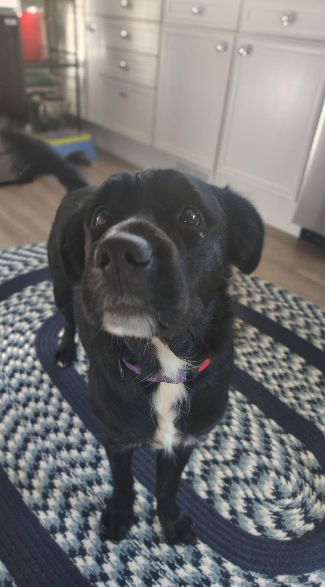 Enlarge Rhonda, a Adoptable Black Labrador Retriever in New London, WI image 3/3