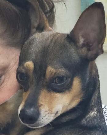 Romeo, Adopted, Young Male Chihuahua.