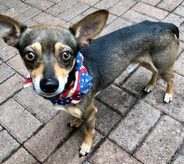 Enlarge Romeo, a Adopted Chihuahua in Dallas, TX image 2/6