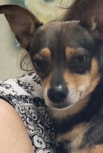 Enlarge Romeo, a Adopted Chihuahua in Dallas, TX image 3/6