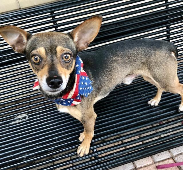 Enlarge Romeo, a Adopted Chihuahua in Dallas, TX image 4/6